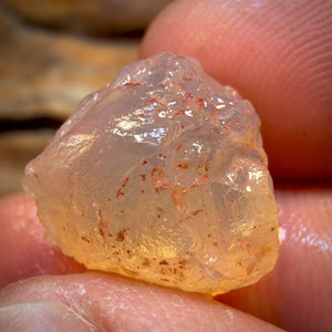 Bargain Card! 11.2cts - Opalised Shell Geological Specimen from South Australia