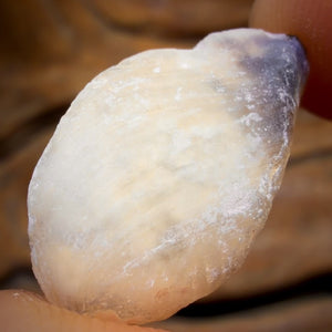 16.1cts - Opalised Shell Rare Geological Rough Specimen from Lightning Ridge