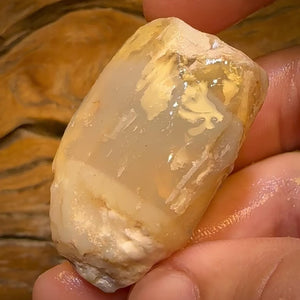 134.8cts - Opalised Shell Rare Geological Specimen from Lightning Ridge