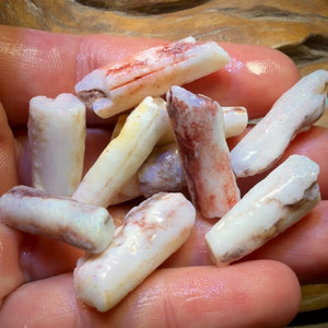 South Australian Fossil Belemnite Rough Opal Specimens. BULK LISTING BARGAIN