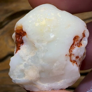 62.3cts - Opalised Shell Rare Geological Specimen from South Australia