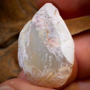 36.1cts - Opalised Shell Rare Geological Rough Specimen from Lightning Ridge