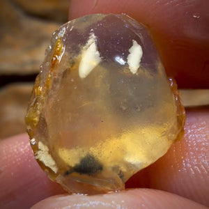 Bargain! 12.8cts - Opalised Shell Geological Specimen from South Australia