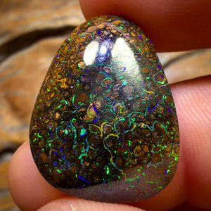 22.1cts - Tan Tribal Queensland Boulder Opal from Yowah. Electric Colour