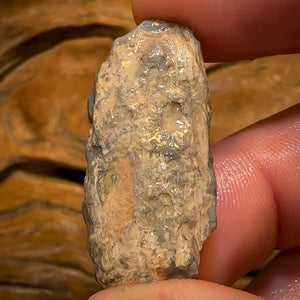 Auction Fall-Through = Your Gain! 🔥 Now More Than 50% Off RRP 🚨 27.6cts - Lightning Ridge Wood / Vegetation Fossil Opal Rough Specimen