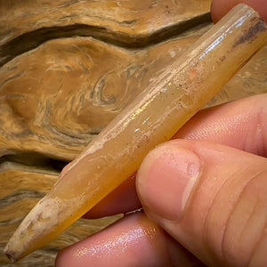 64.1cts - Opalised Belemnite Geological Specimen from South Australia