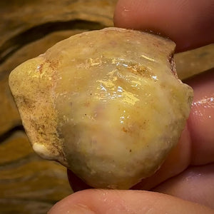 56.5cts - Opalised Shell Rare Geological Specimen from South Australia