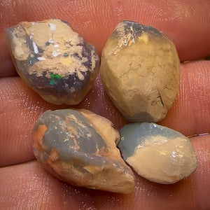 41.2cts - 4x Opalised Shell Geological Specimens from Lightning Ridge