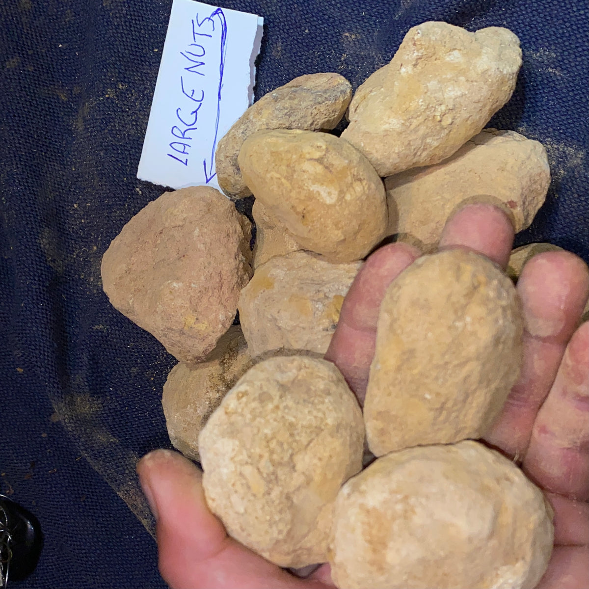 1 x Large Size Unopened YOWAH NUTS!!! 3 chances in every Nut - Opalwhisperers